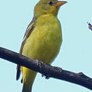 Passerin arc-en-ciel