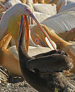 Great White Pelican