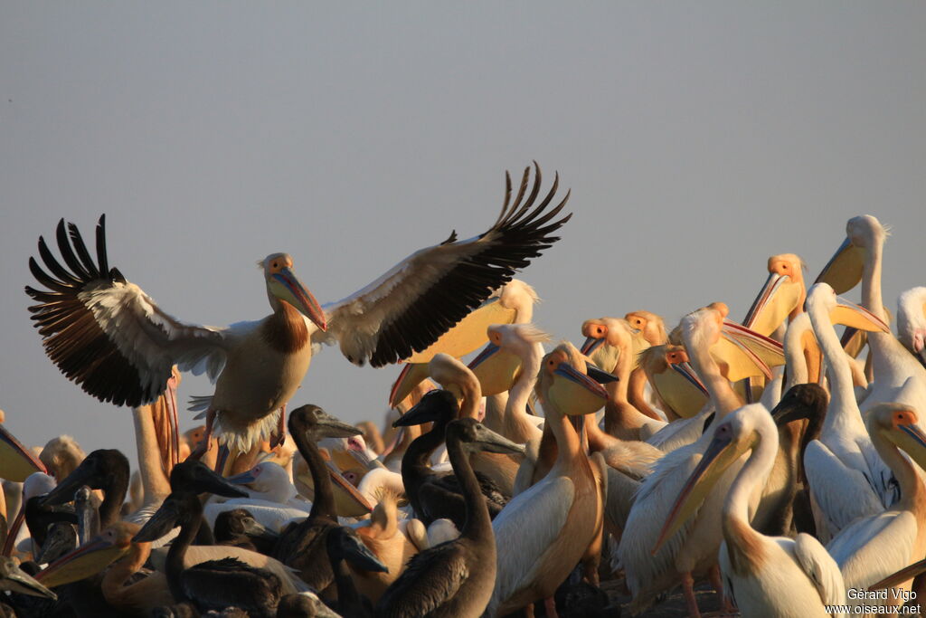 Great White Pelicanadult