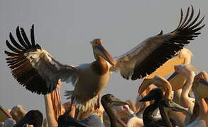 Great White Pelican