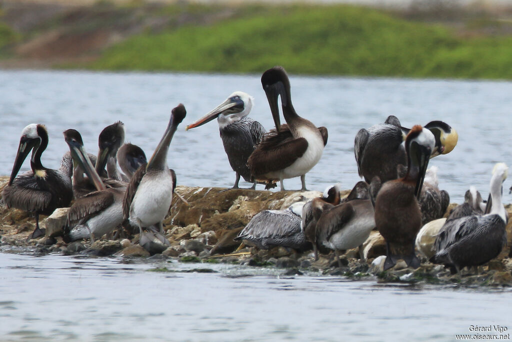 Brown Pelican