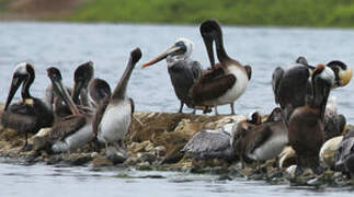 Brown Pelican