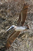 Brown Pelican