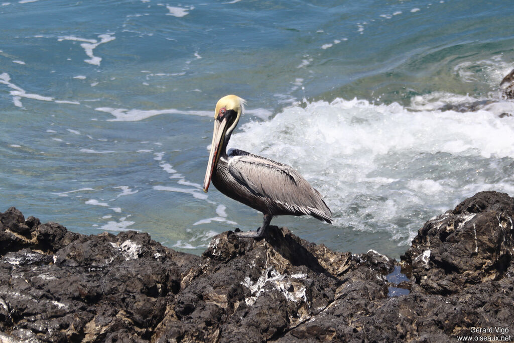 Brown Pelicanadult