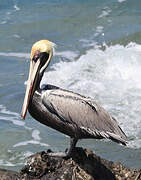 Brown Pelican