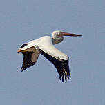 Pélican d'Amérique