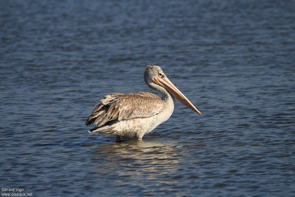 Pélican gris1ère année, identification