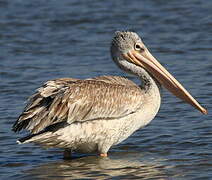 Pink-backed Pelican