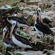 Peruvian Pelican