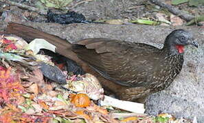 Band-tailed Guan