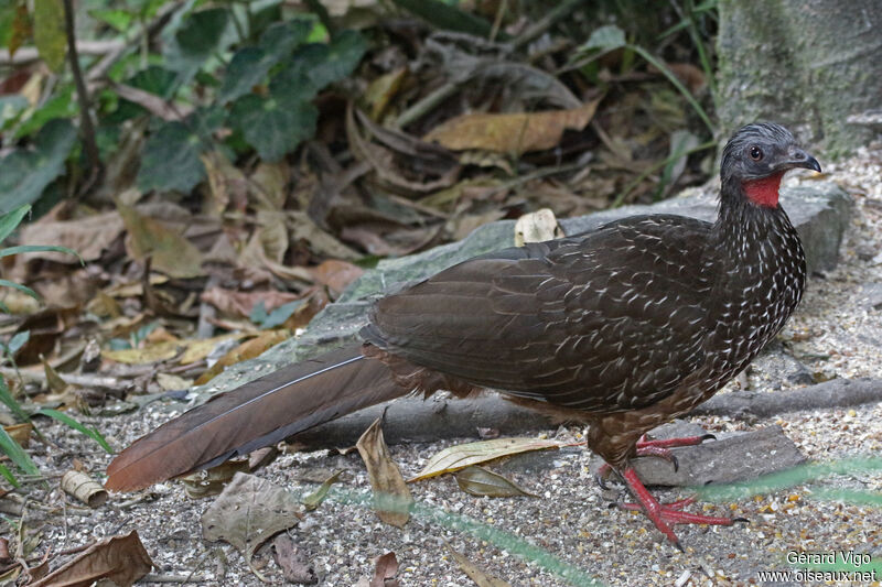 Band-tailed Guanadult