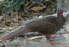 Band-tailed Guan