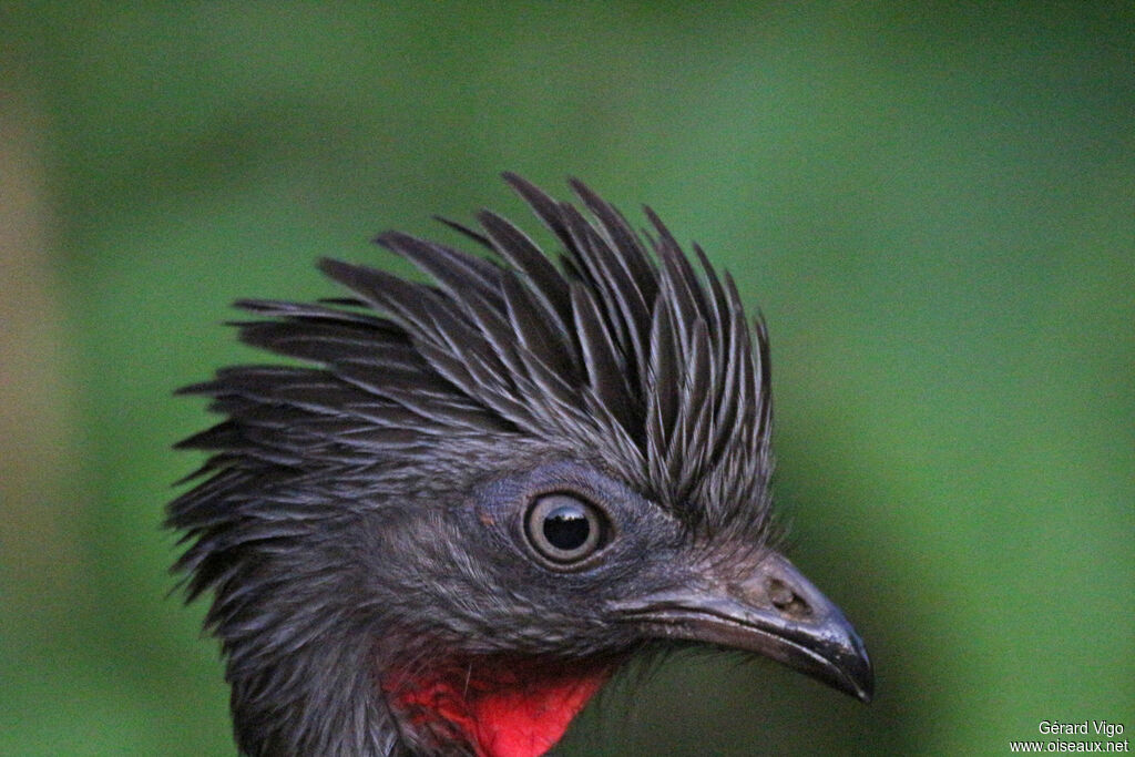 Band-tailed Guanadult, close-up portrait, Behaviour