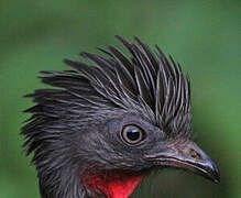 Band-tailed Guan