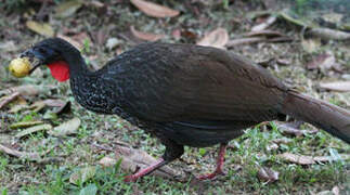 Cauca Guan