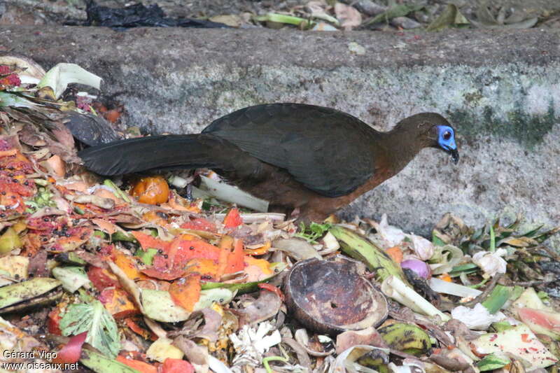 Sickle-winged Guanadult, identification