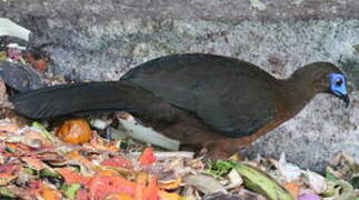 Sickle-winged Guan