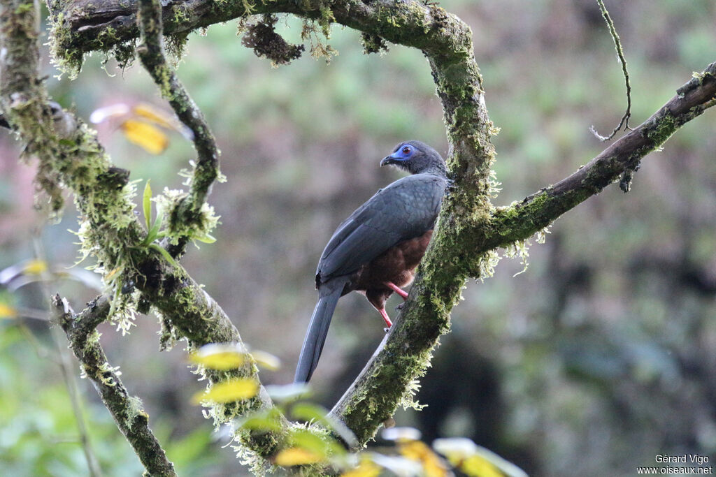 Sickle-winged Guanadult