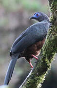 Sickle-winged Guan