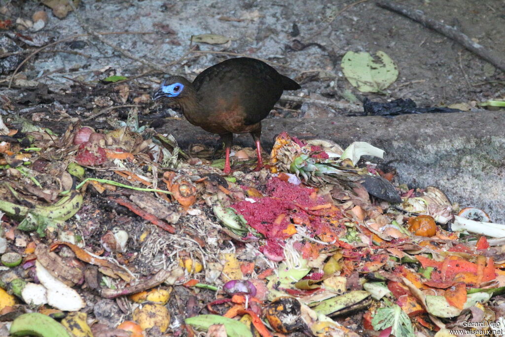 Sickle-winged Guanadult