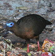 Sickle-winged Guan