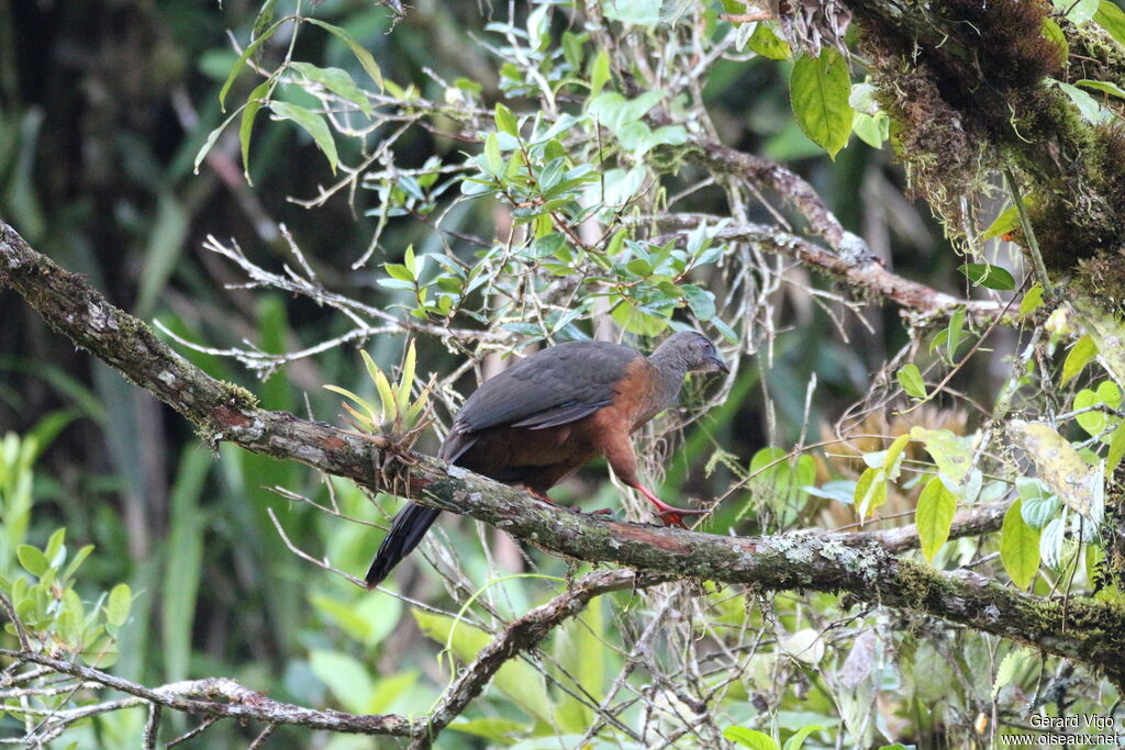 Sickle-winged Guanadult