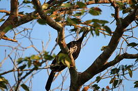 White-throated Piping Guan