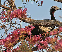 White-throated Piping Guan