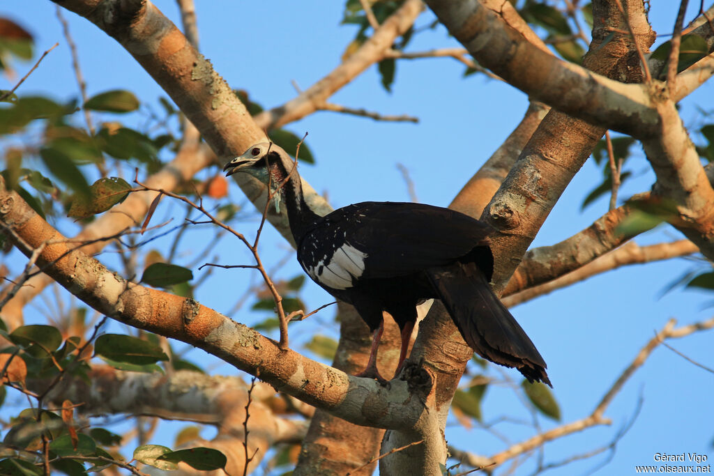 White-throated Piping Guanadult, identification