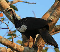 White-throated Piping Guan