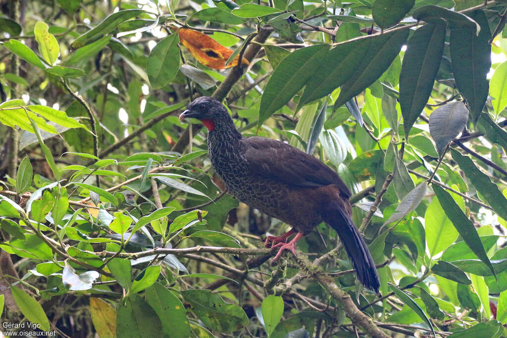 Pénélope des Andesadulte, habitat, pigmentation