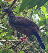 Andean Guan