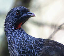 Andean Guan