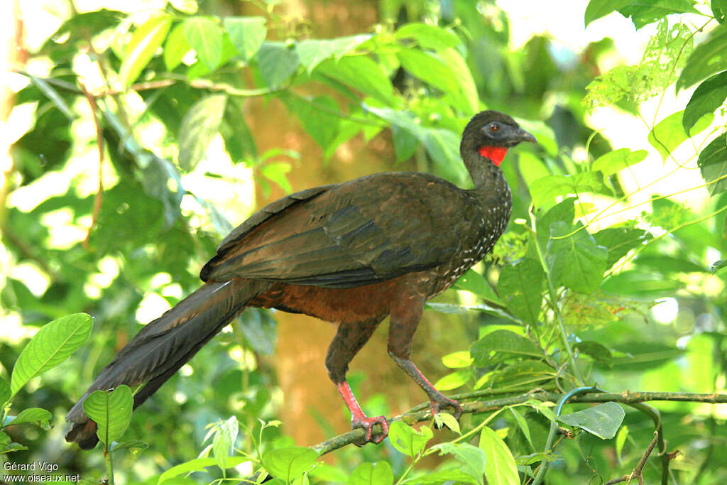 Pénélope panachéeadulte, identification