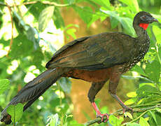 Crested Guan