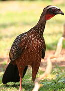 Dusky-legged Guan