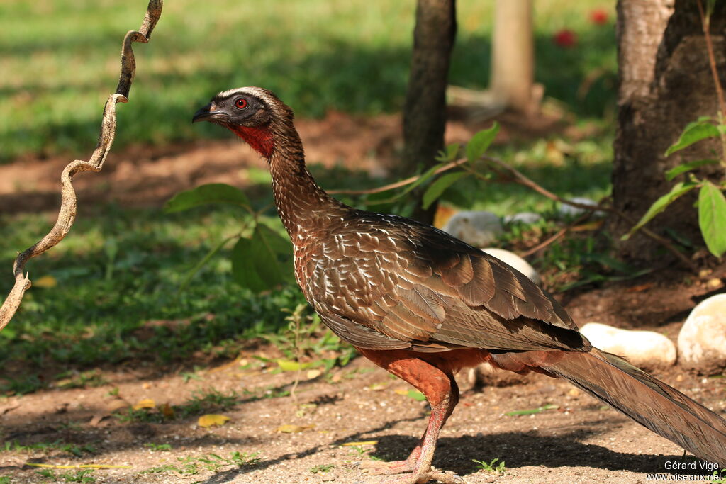 Dusky-legged Guanadult