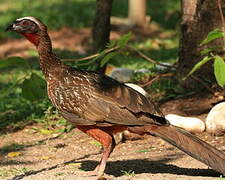 Dusky-legged Guan