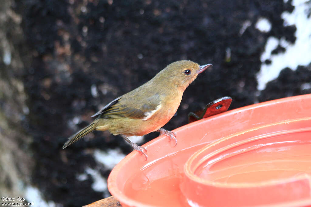 White-sided Flowerpiercer female adult, identification