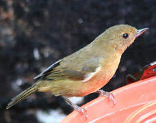 White-sided Flowerpiercer