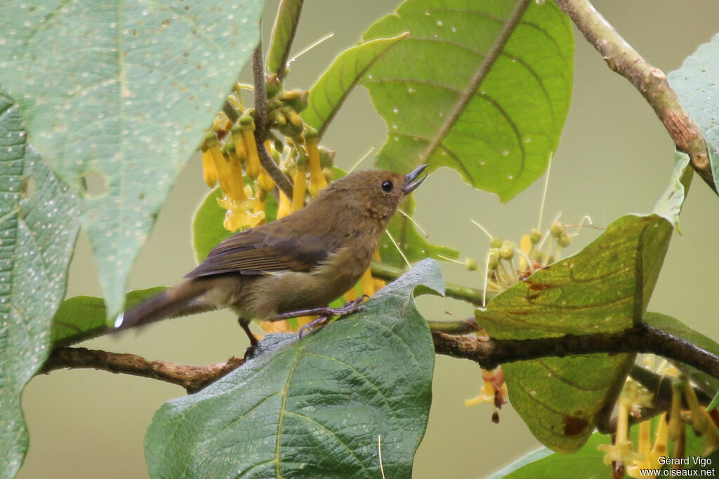 White-sided Flowerpiercer female adult