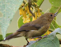 White-sided Flowerpiercer