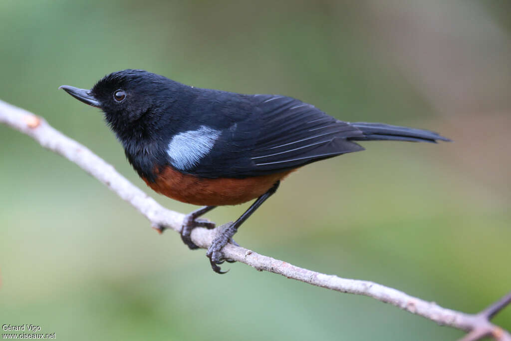 Chestnut-bellied Flowerpierceradult, identification