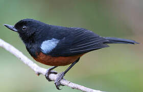 Chestnut-bellied Flowerpiercer