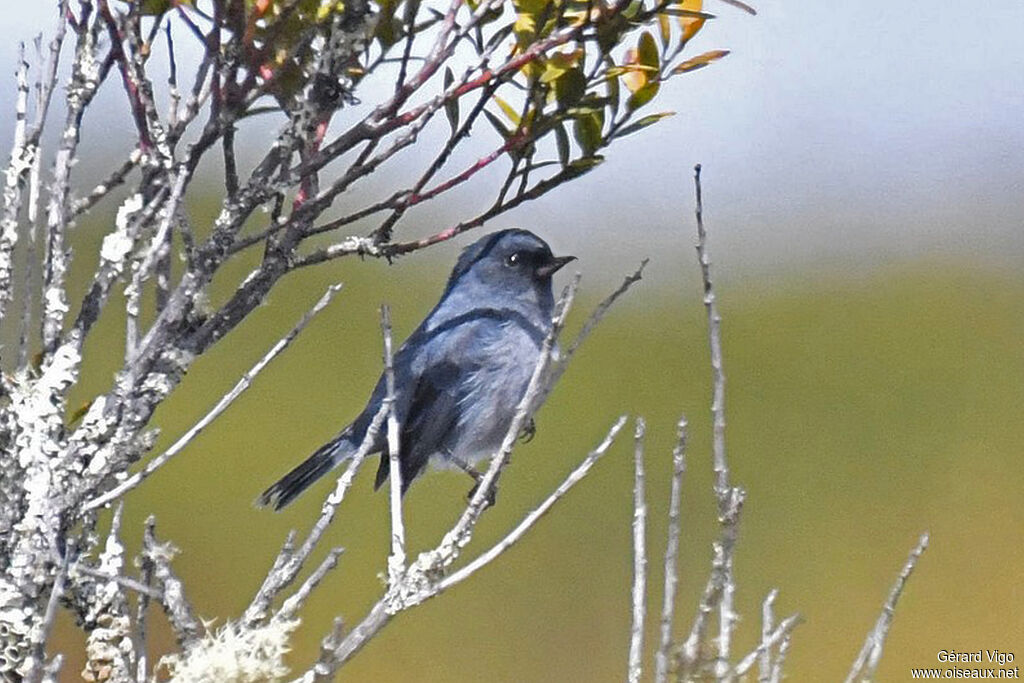 Slaty Flowerpiercer male adult