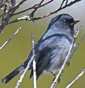 Slaty Flowerpiercer