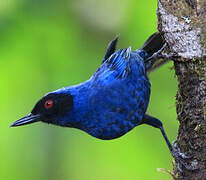 Masked Flowerpiercer