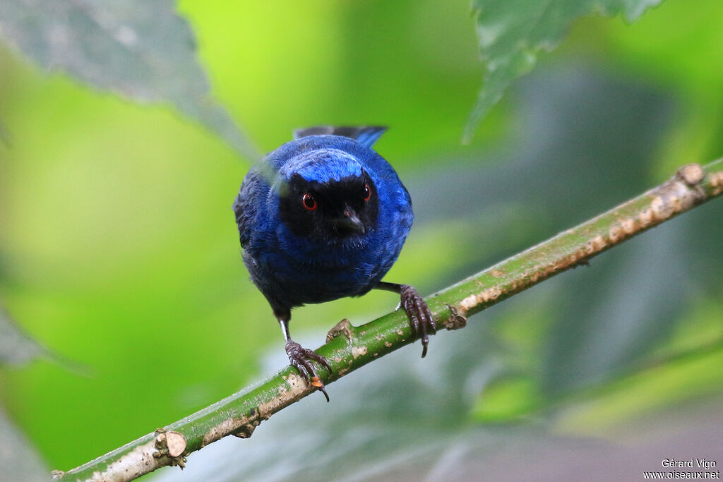 Masked Flowerpierceradult