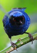 Masked Flowerpiercer