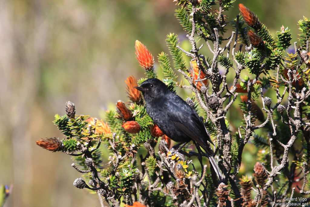 Black Flowerpierceradult